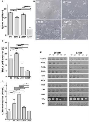 Candida albicans: The Ability to Invade Epithelial Cells and Survive under Oxidative Stress Is Unlinked to Hyphal Length